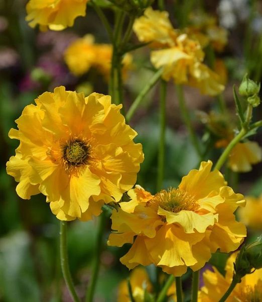 Geum chiloense 'Goldball'